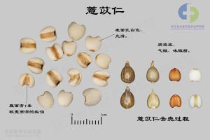 薏苡仁 标本图